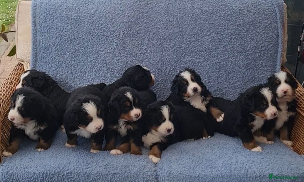 Bernese Mountain Dog dogs KC Bernese Mountain Dog pups home with mum & dad - Advert 4