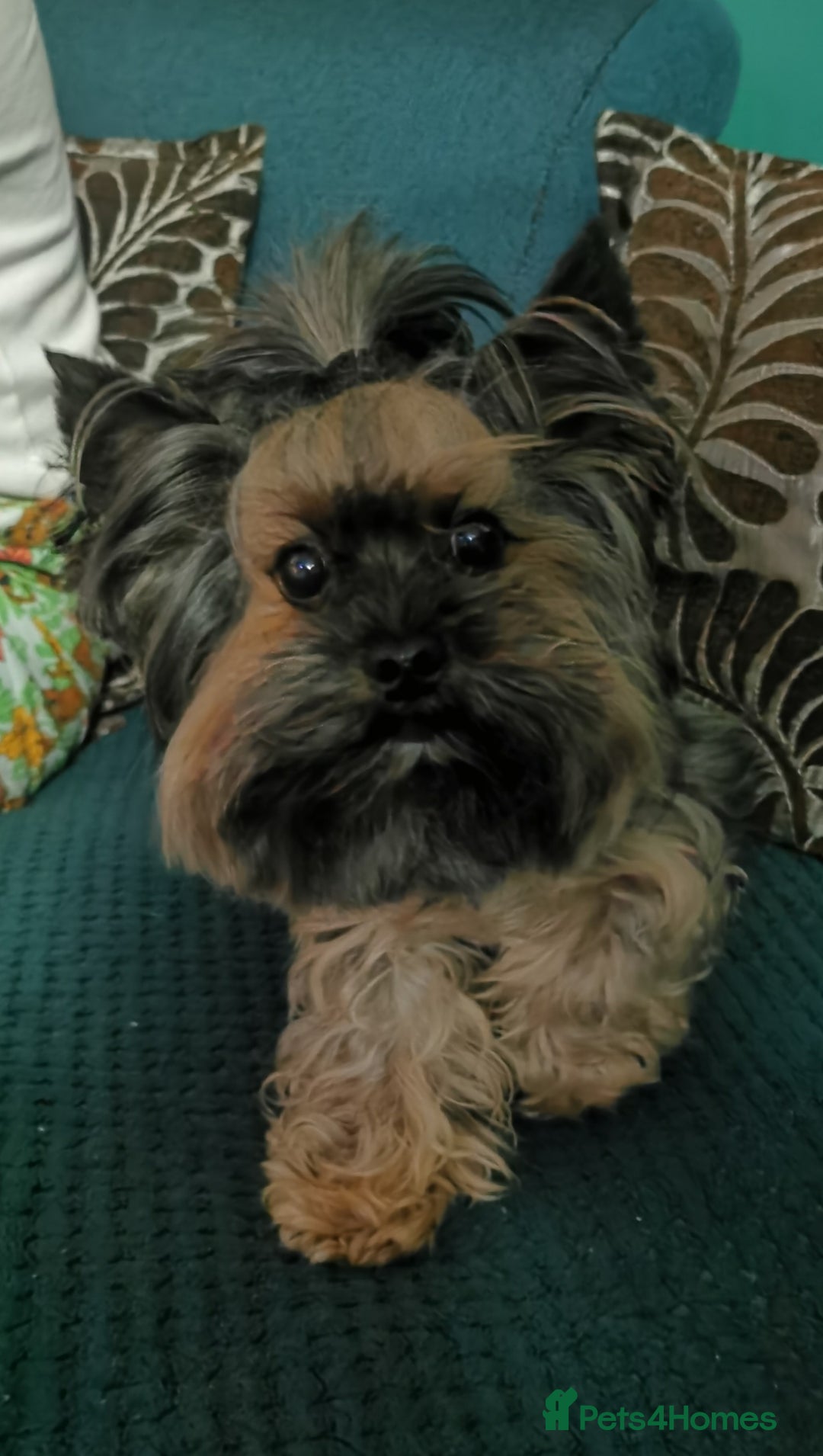 Yorkshire Terrier dogs for sale: 2 Little girl's, Yorkshire Terrier. - Advert 7