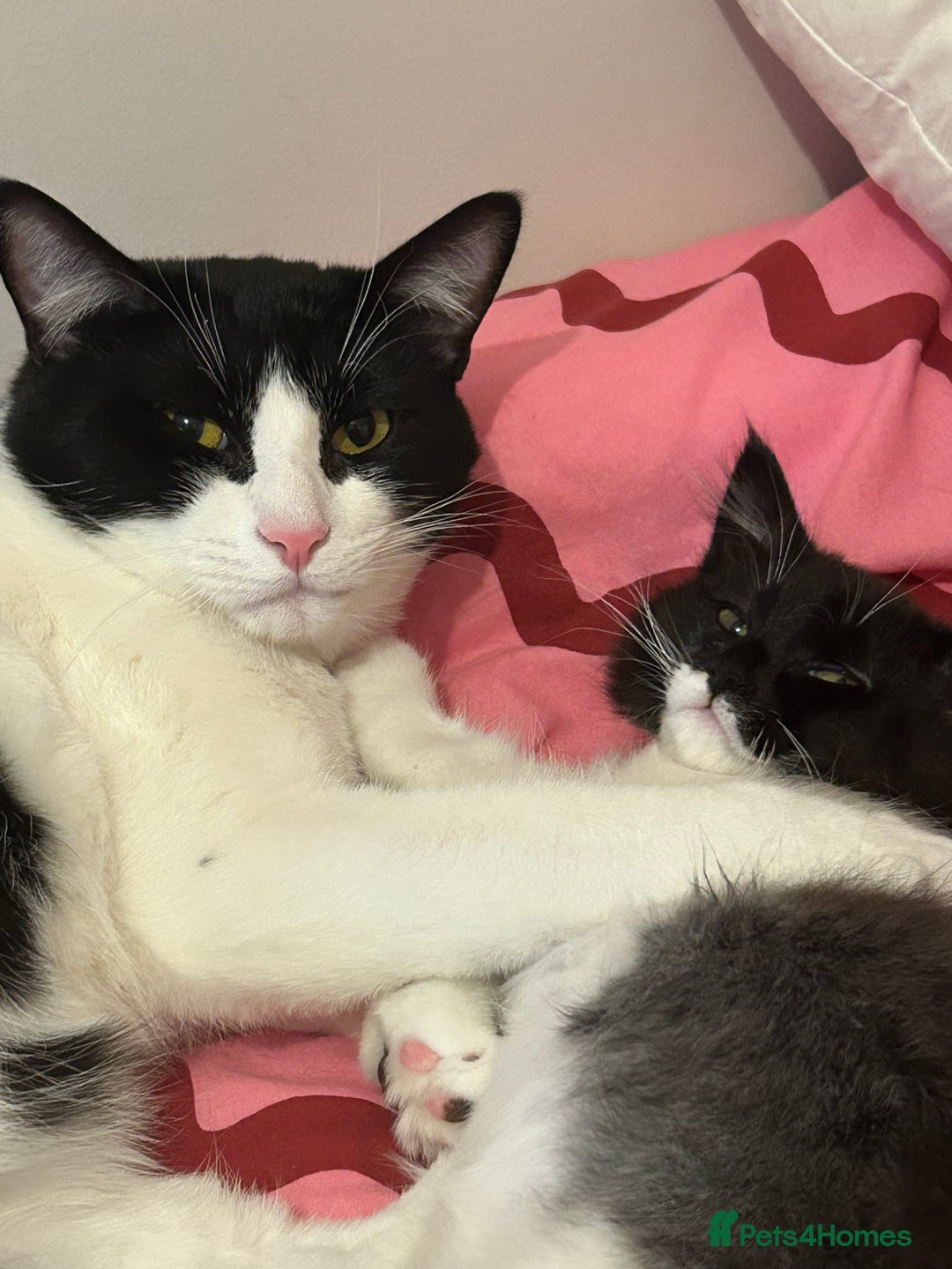 Mixed Breed cats for adoption: 2 kittens for adoption  - Advert 1