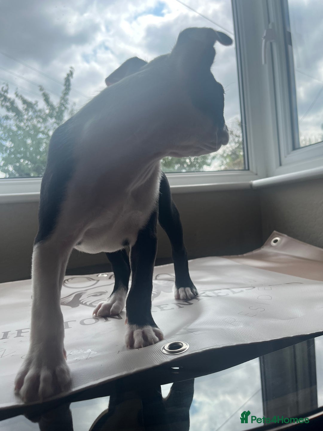 Boston Terrier dogs for sale: How is she the last puppy she’s perfect!  - Image 16