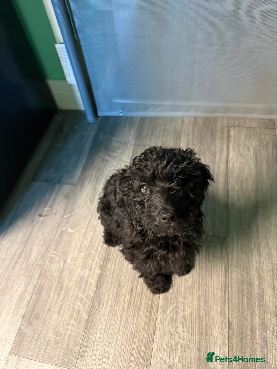 Cockapoo dogs for sale: Cockapoo  - Advert 4