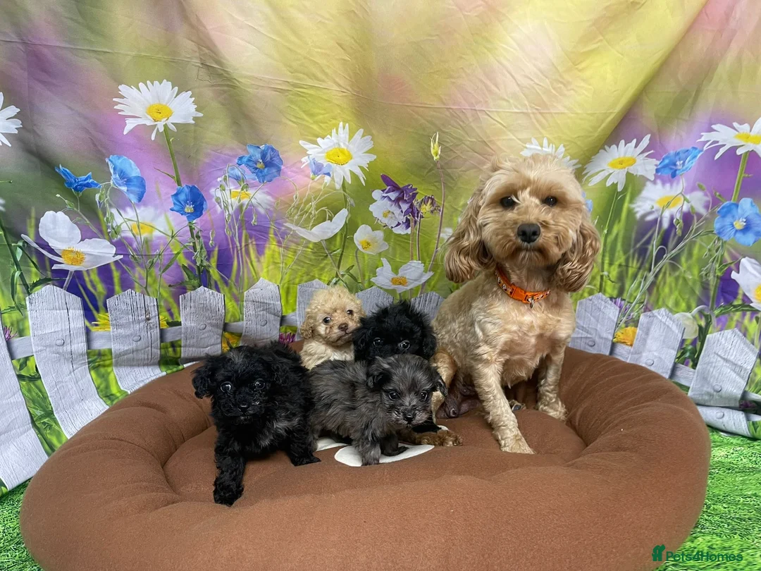 Cavapoo dogs for sale: F1B cavapoos ⭐️ - Advert 2