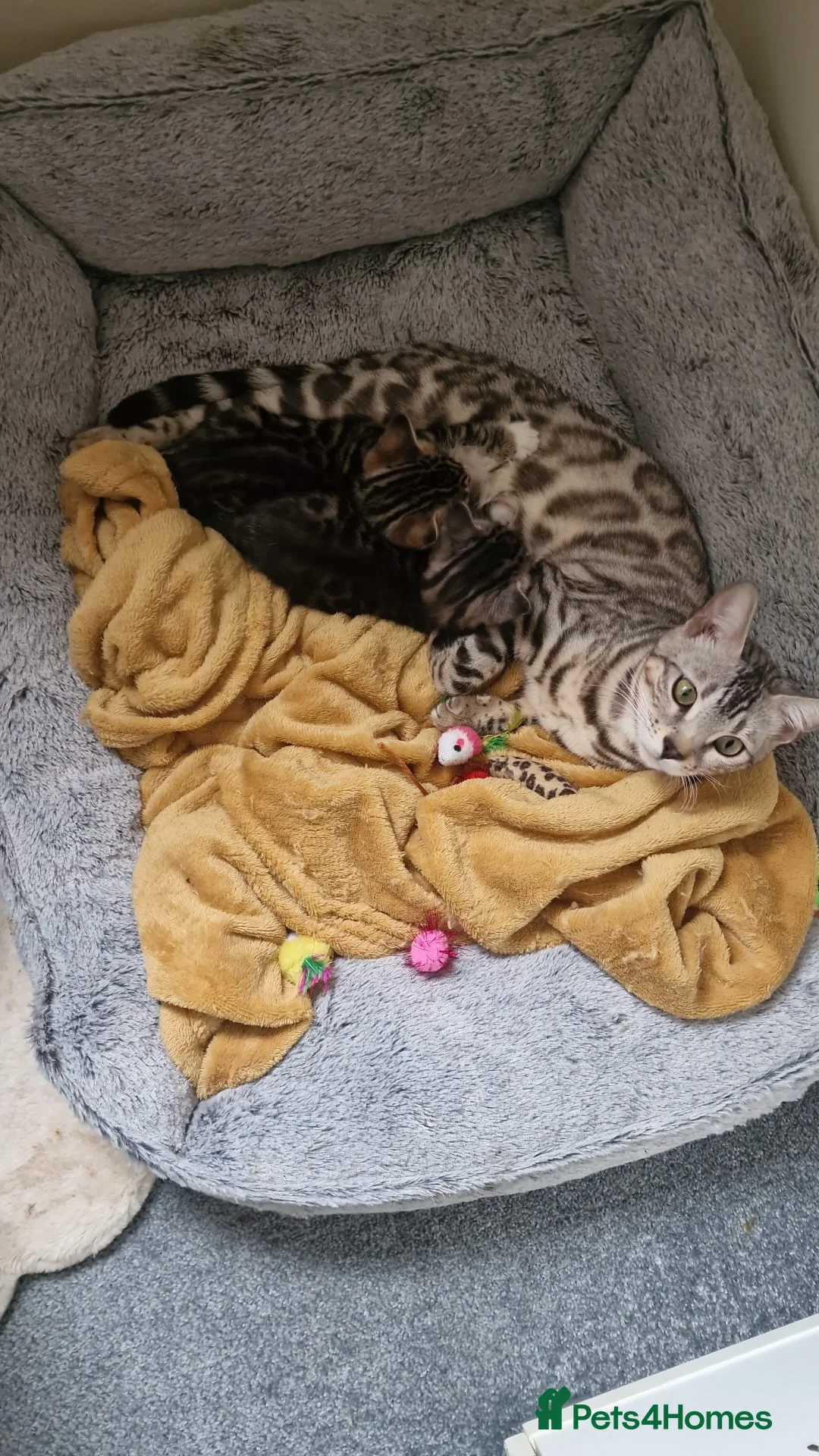 Mixed Breed cats for sale: Silver bengal x tabby kittens - Advert 1