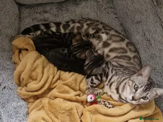 Mixed Breed cats Silver bengal x tabby kittens - Advert 1