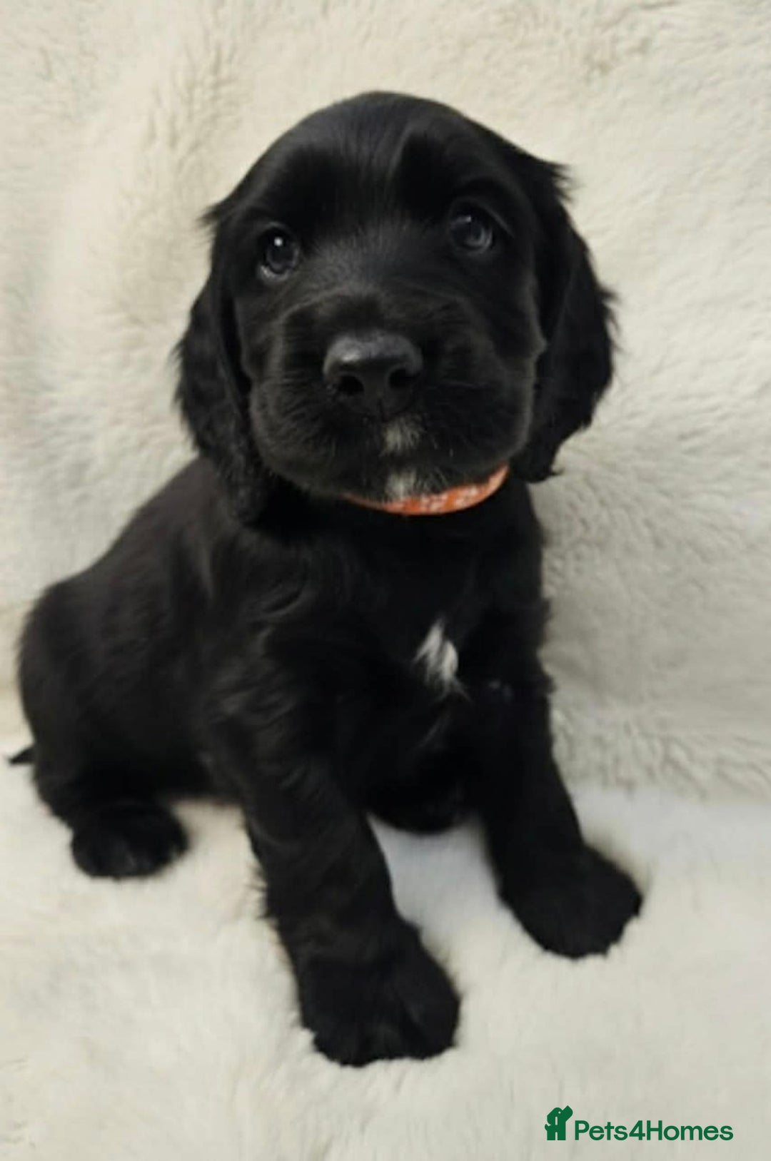 Cocker Spaniel dogs for sale: Litter of gorgeous cocker spaniel puppies  - Advert 33