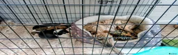 Whippet dogs for sale: K C registered whippet puppies  - Advert 1
