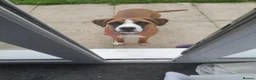 Mixed Breed dogs for sale: Boxer X in Fleetwood - Advert 7