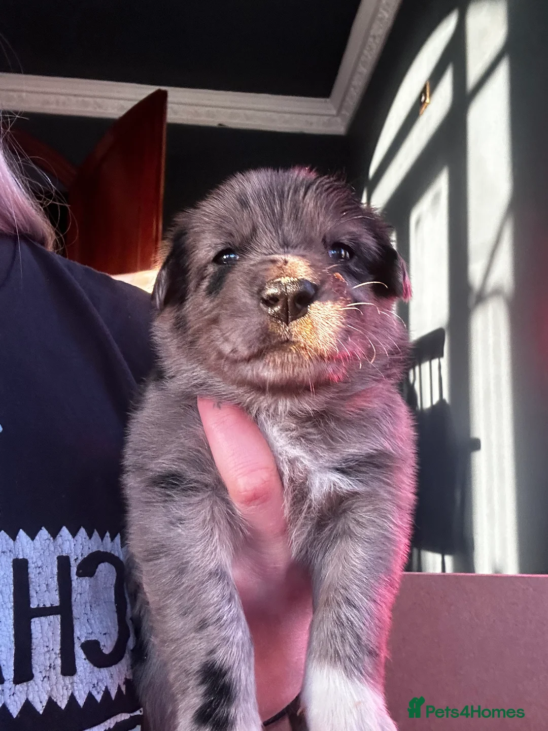 Mixed Breed dogs for sale: Stunning Border Collie x Belgian Malinois Puppies - Advert 2