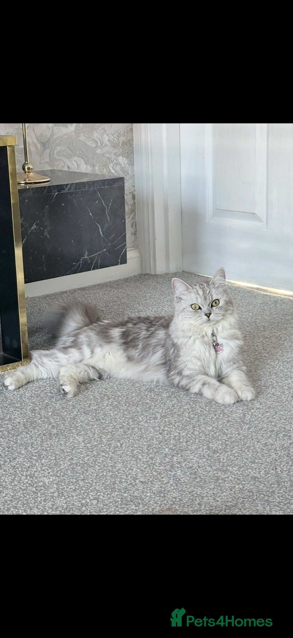 Ragdoll cats 11-Month-Old Female Persian/Ragdoll Cross - Advert 2