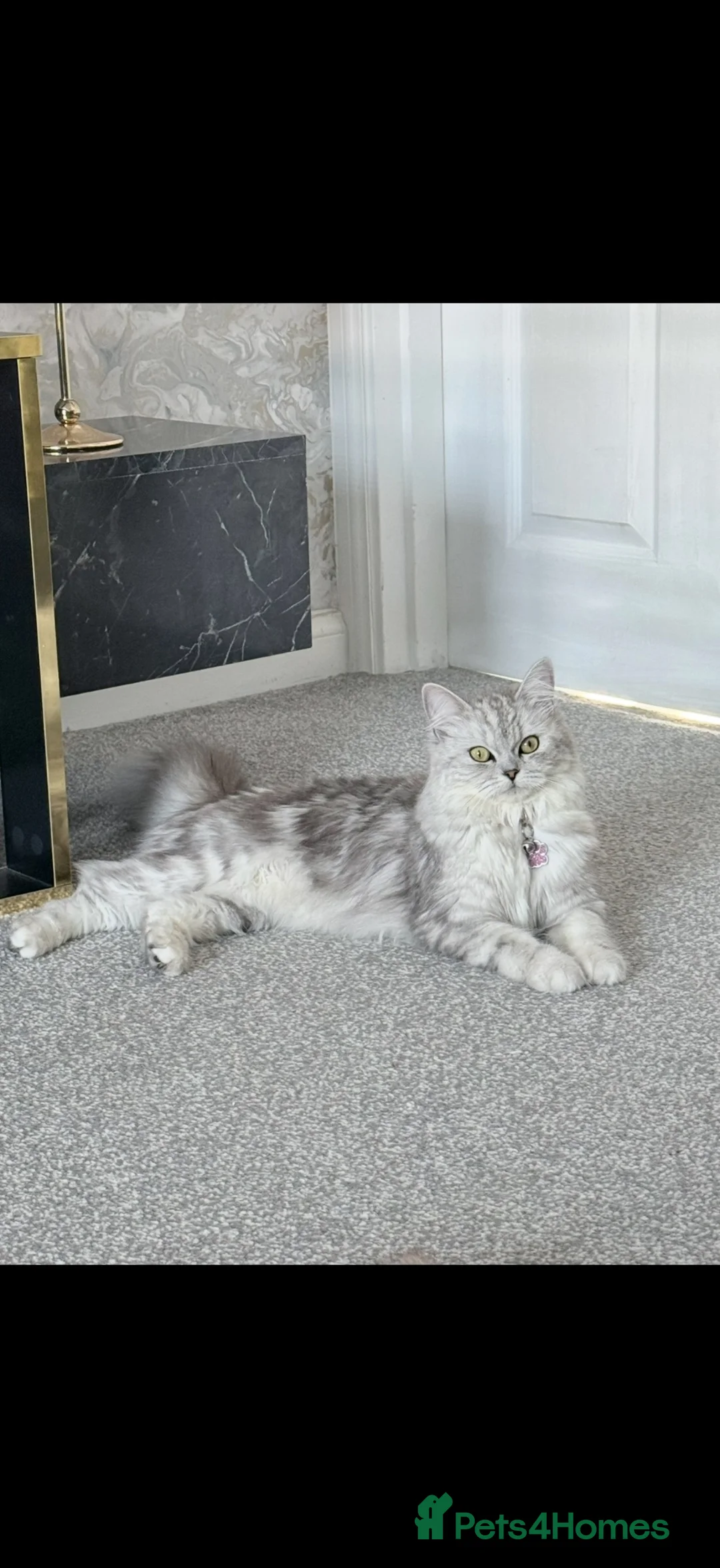 Ragdoll cats for sale: 11-Month-Old Female Persian/Ragdoll Cross in Stockton-on-Tees - Advert 1