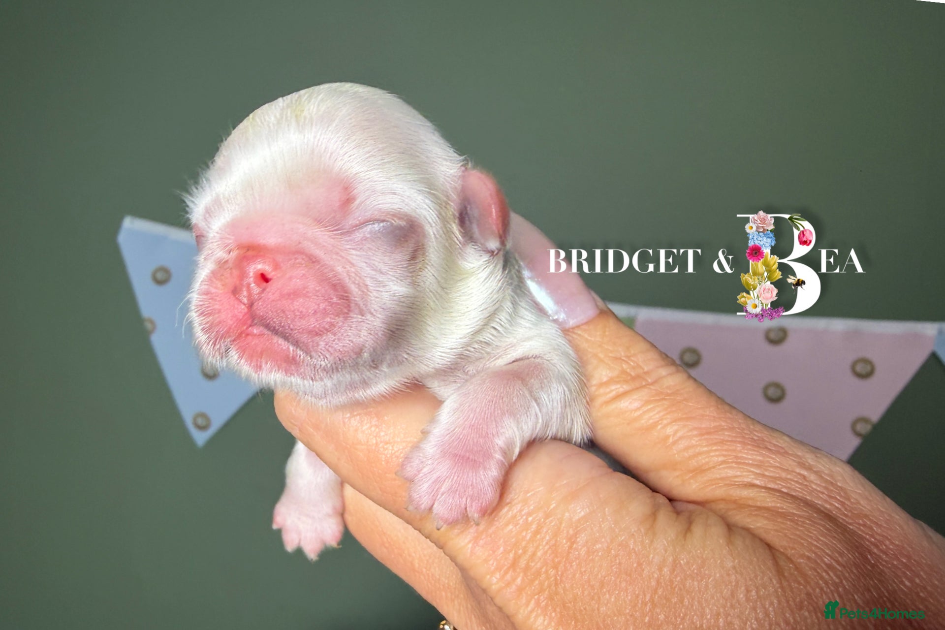 Pekingese dogs 🩷PUPPIES HAVE ARRIVED💙 - Advert 1