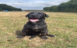 Belgian Shepherd Dog dogs for sale: Stunning Dutch Herder x Alano Español Pups  - Image 7