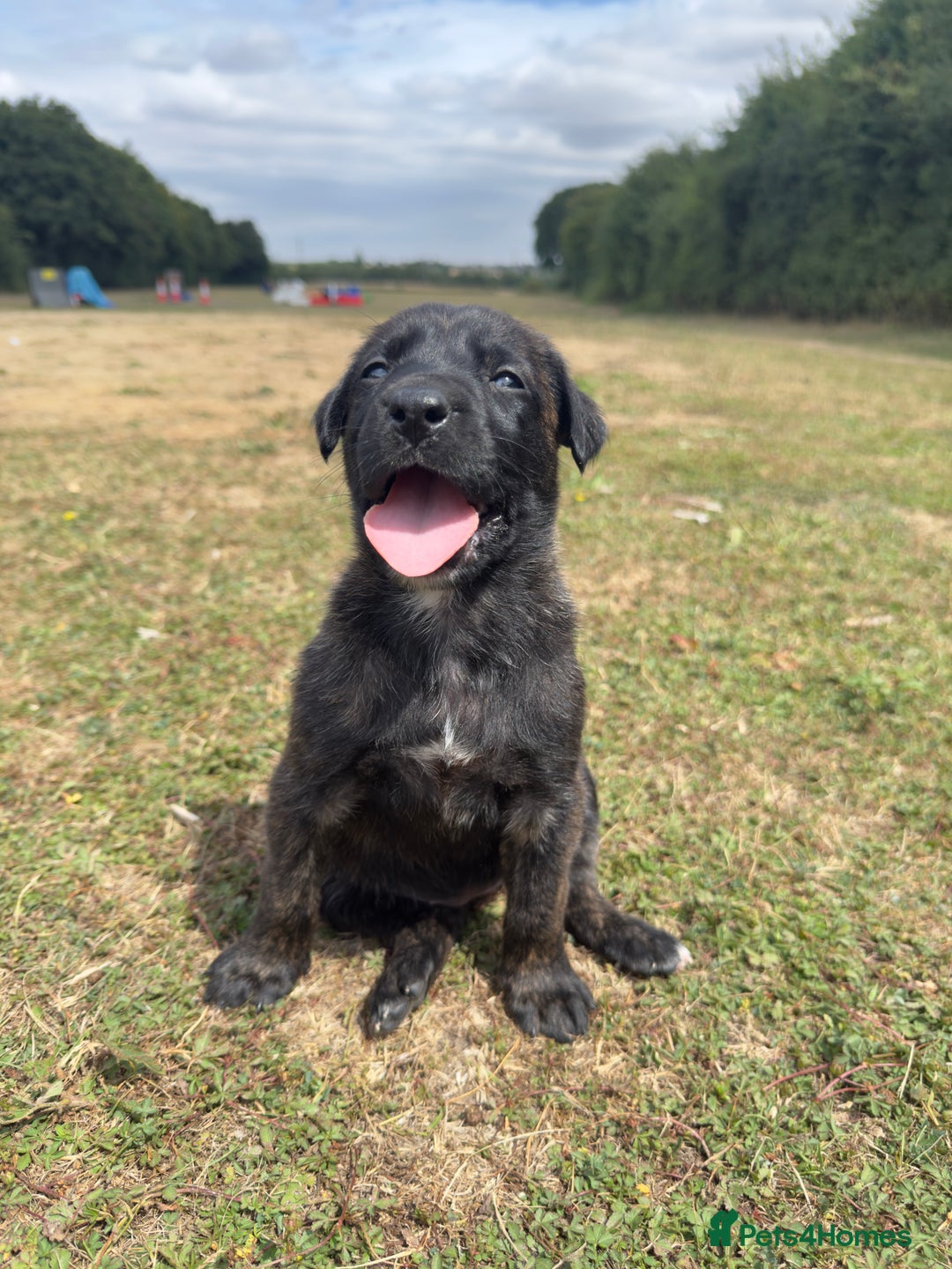 Belgian Shepherd Dog dogs for sale: Stunning Dutch Herder x Alano Español Pups  - Image 7