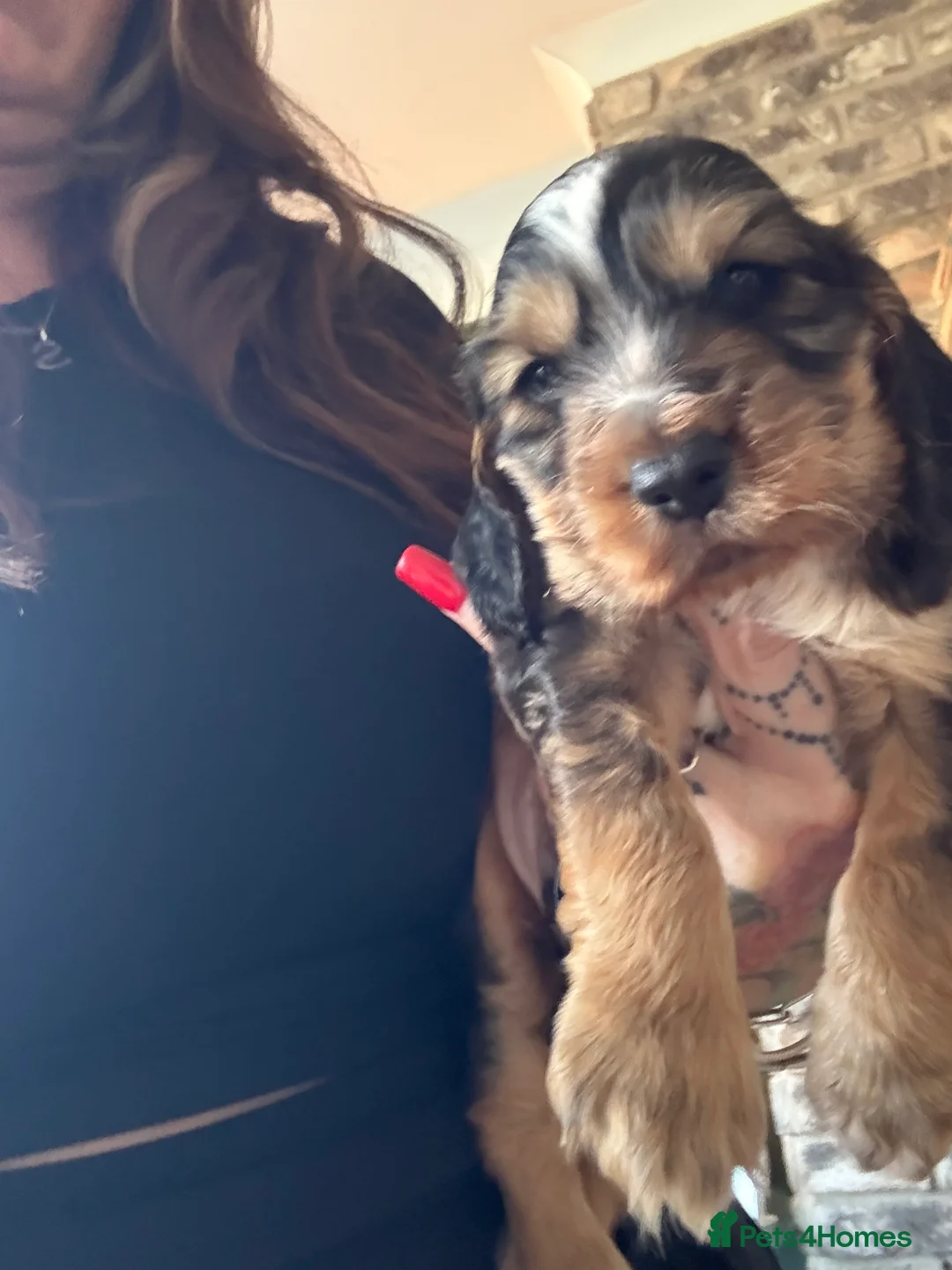 Cocker Spaniel dogs for sale: Stunning kc registered show cocker boy available - Advert 7