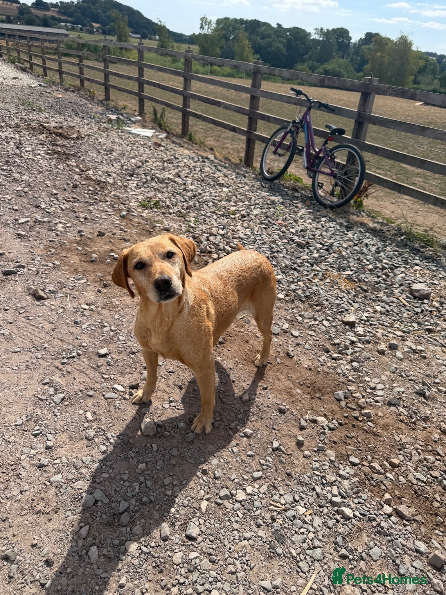Labrador Retriever dogs Gorgeous 7 year old Labrador - Advert 8