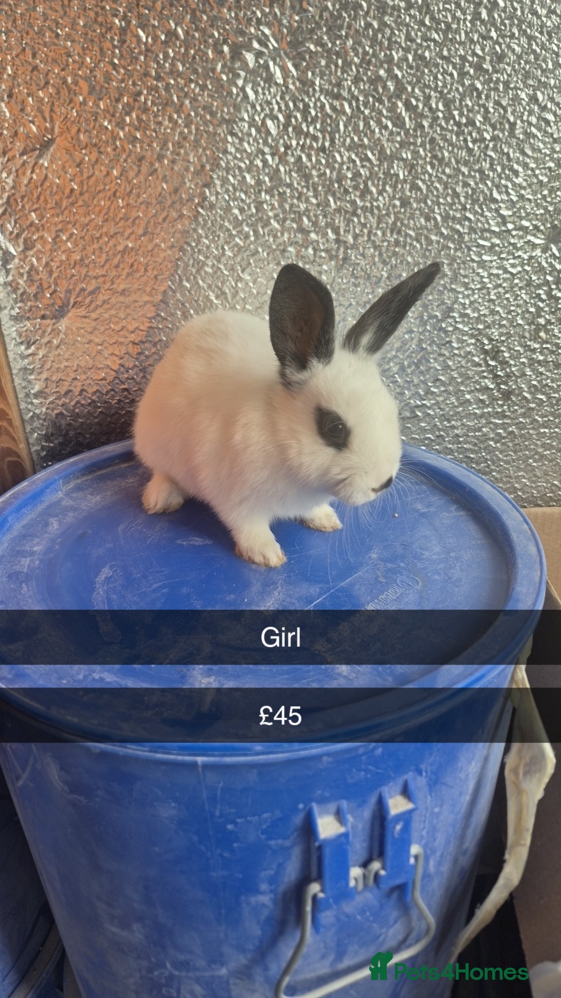 Lionhead rabbits Lionhead Baby Rabbits 8 weeks (Friendly) - Advert 7