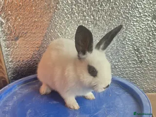 Lionhead rabbits Lionhead Baby Rabbits 8 weeks (Friendly) - Advert 7