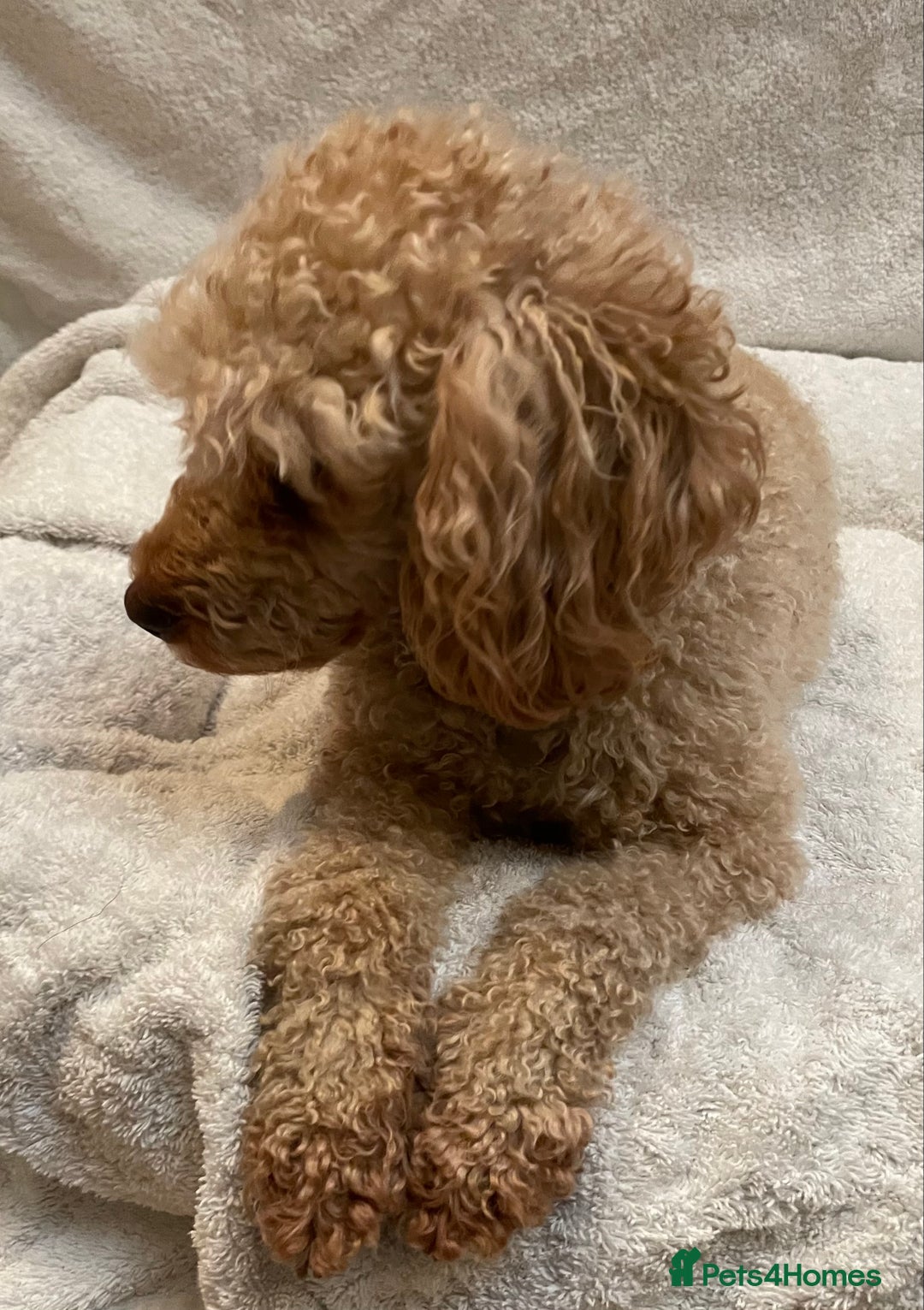Toy Poodle dogs for sale: Beautiful KC Reg Toy Poodle (Health Tested) - Advert 5