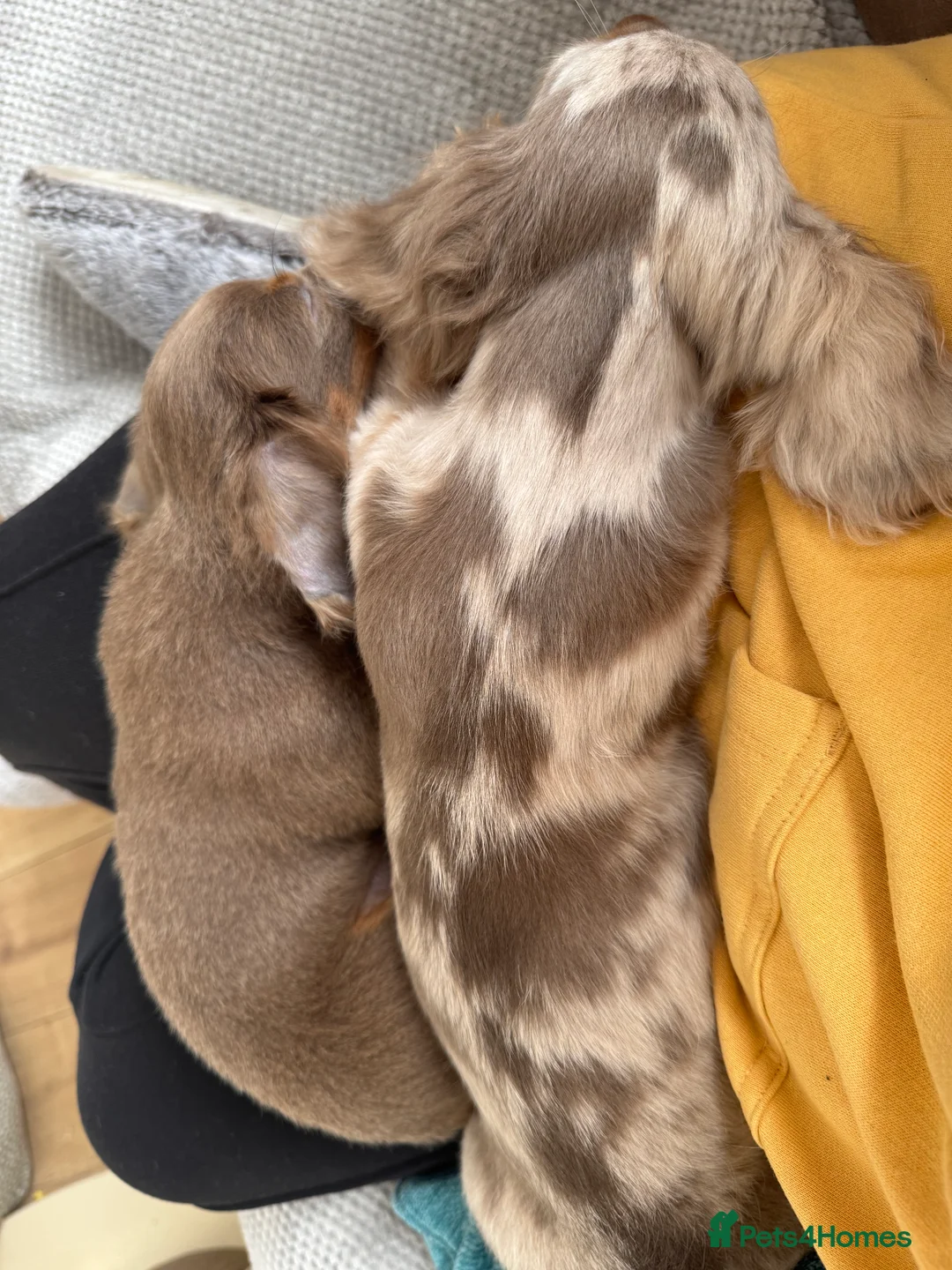 Dachshund dogs for sale: Pedigree KC Reg Mini Daschsunds 5* home only pls - Advert 2