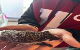 Pygmy Hedgehog rodents for sale: ***African black Pygmy hogs!*** - Image 5