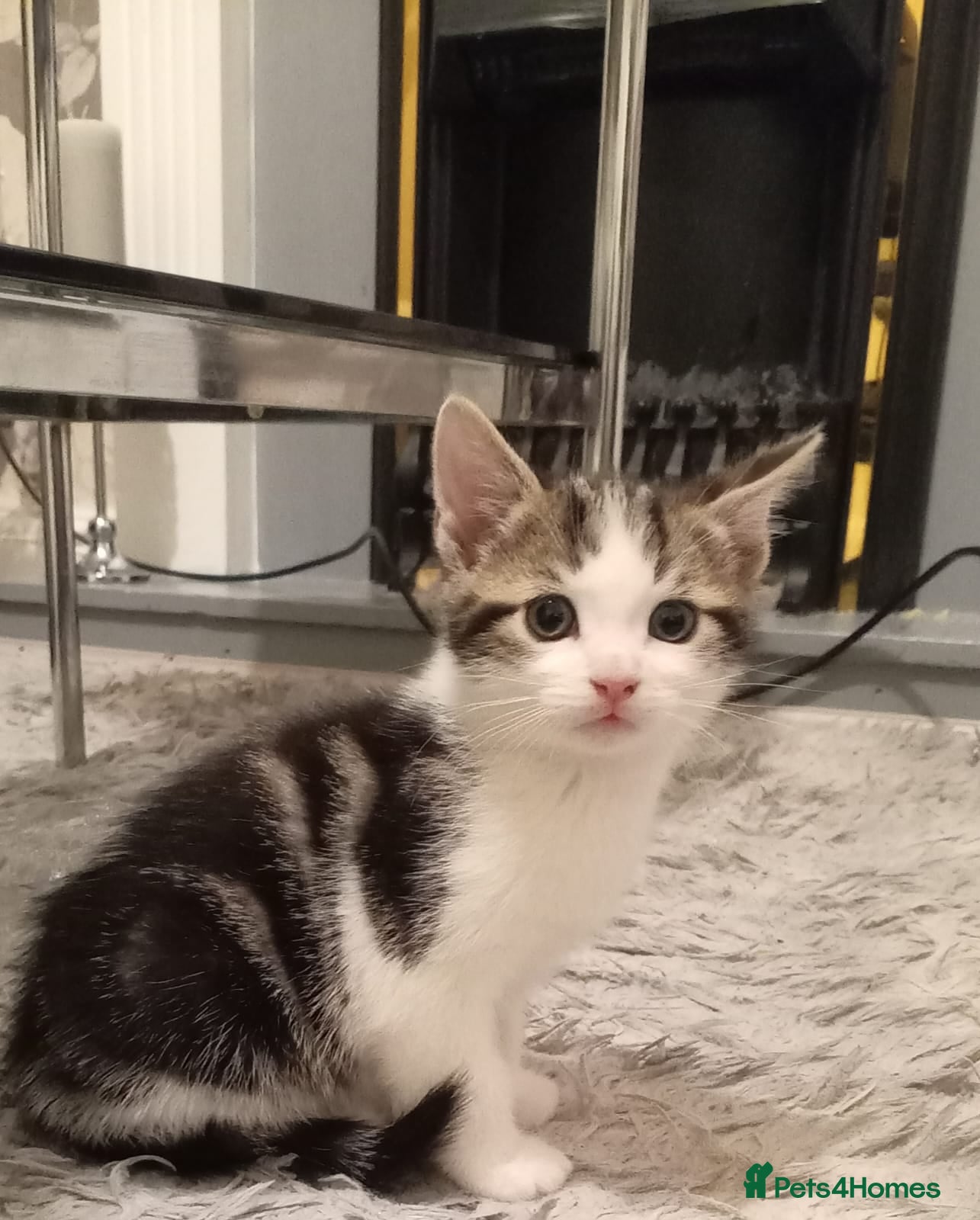 Mixed Breed cats 🐾 2Beautiful Kittens  - Advert 5