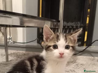 Mixed Breed cats 🐾 2Beautiful Kittens - Advert 15