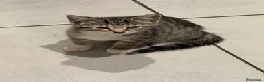 Domestic Shorthair 6