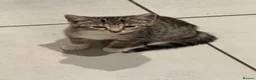 Domestic Shorthair cats for sale: Lovely tabby kittens - Advert 2
