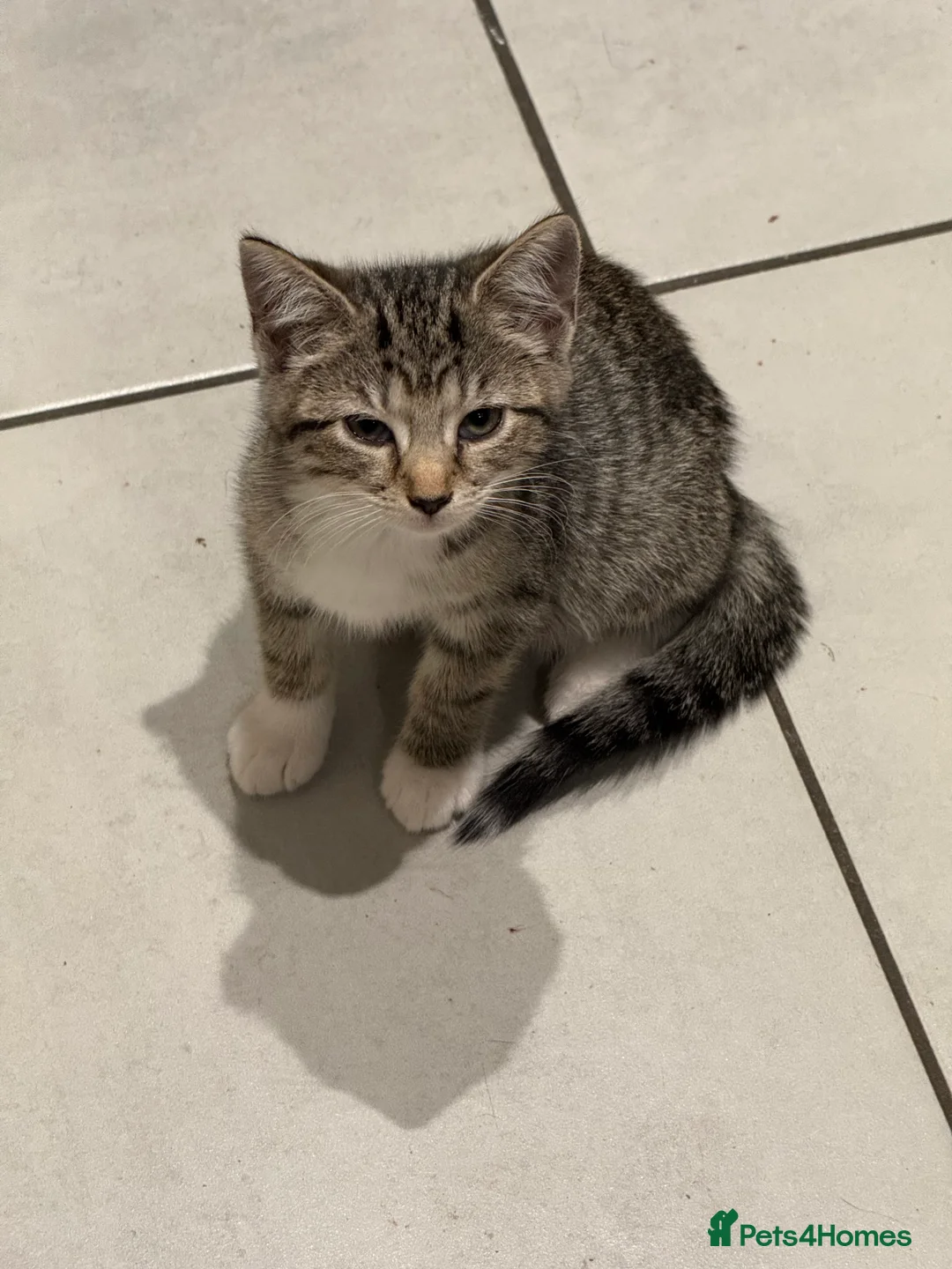 Domestic Shorthair cats for sale: Lovely tabby kittens - Advert 2