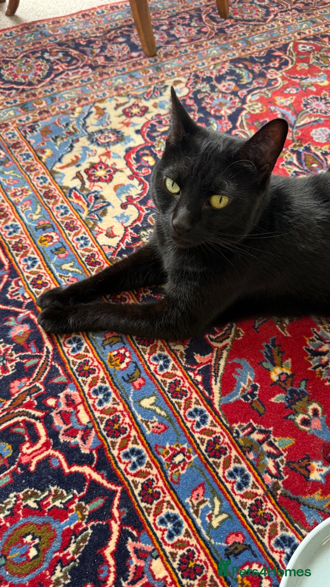 Domestic Shorthair cats for sale: FREE TO A LOVING HOME — Jackie, 8yo Female Cat 🖤 - Advert 4