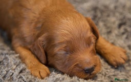 Cavapoo dogs for sale: Gorgeous F1B Fox Red Cavapoo Puppies - Image 20