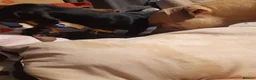 Miniature Dachshund dogs for sale: Pure breed minature dashound  - Advert 4