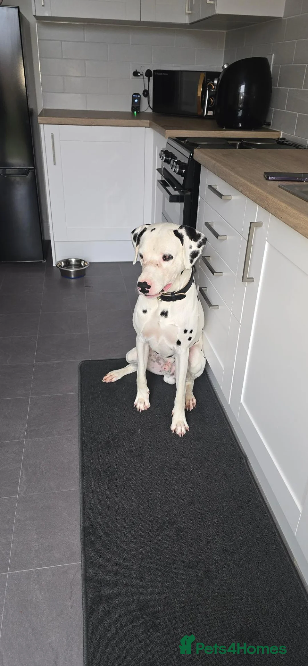 Dalmatian dogs for sale: Dalmatian boy  - Advert 3