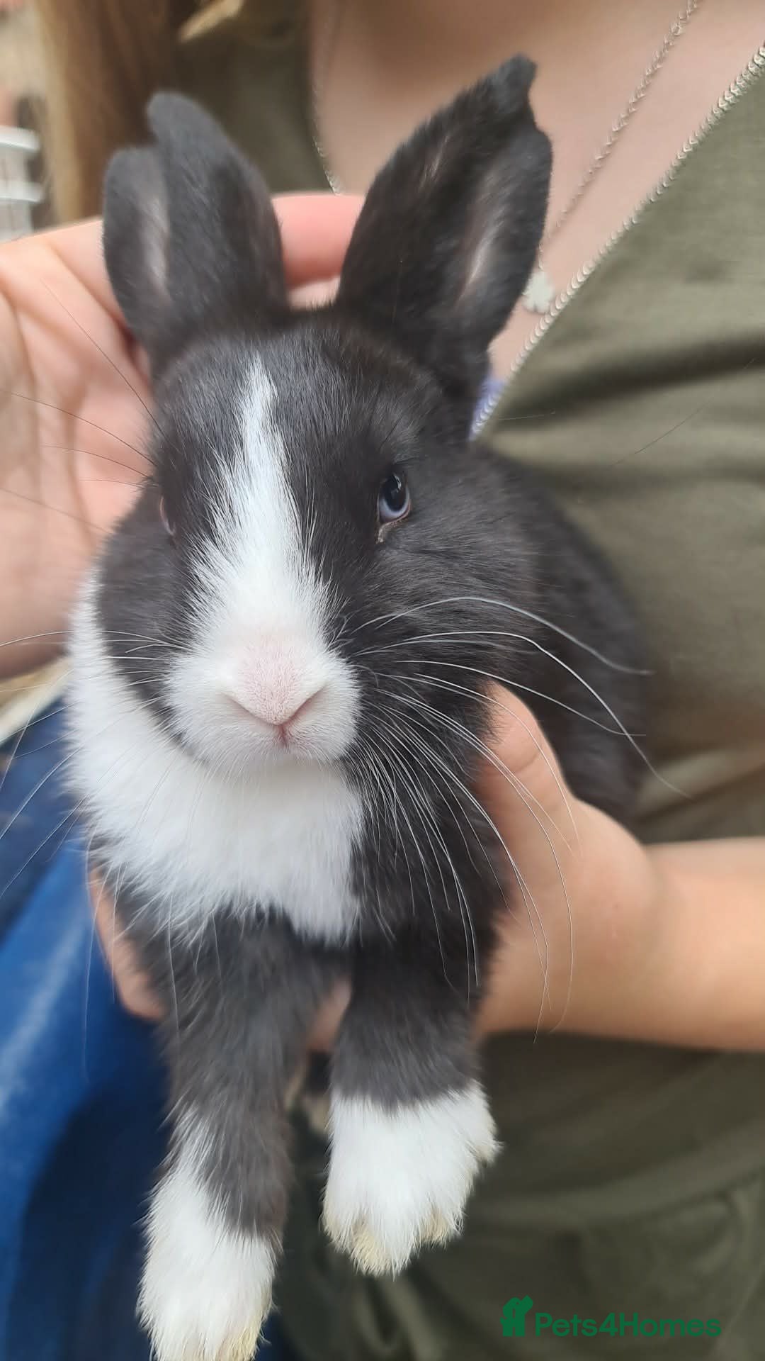Mixed Breed rabbits Dutch cross baby rabbits - Advert 2