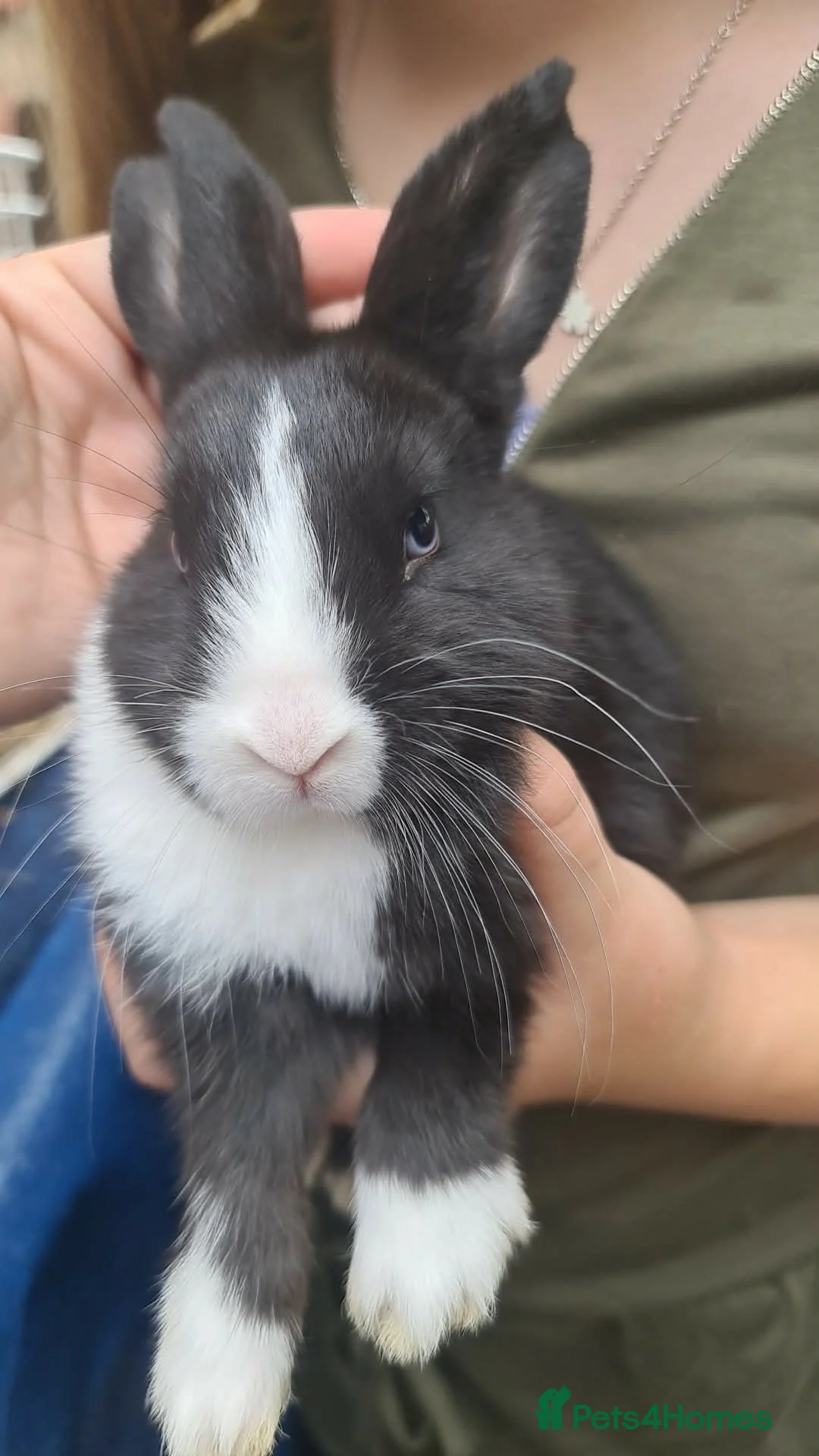 Mixed Breed rabbits for sale: Dutch cross baby rabbits - Advert 1