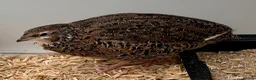 Quail poultry for sale: Young Male Coturnix Quail Birds - 2 Available - Advert 7