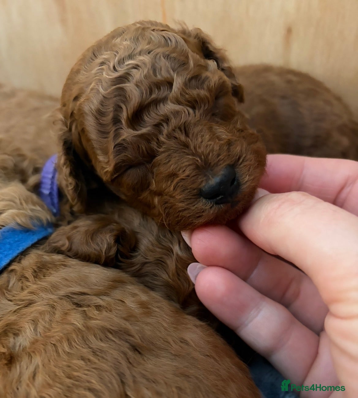 Toy Poodle dogs One girl left Kc registered toy /  tiny poodle  - Advert 2