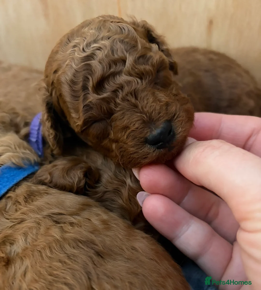 Toy Poodle dogs for sale: One girl left Kc registered toy /  tiny poodle  - Advert 2