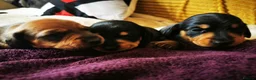Miniature Dachshund dogs for sale: KC Stunning litter of girls 💗 - Advert 19
