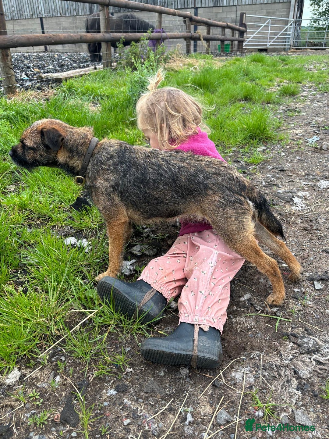 Border Terrier dogs for sale: Stunning litter of border terrier puppies  - Image 2