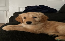 Goldendoodle dogs for sale: Golden doodle puppy - Image 4