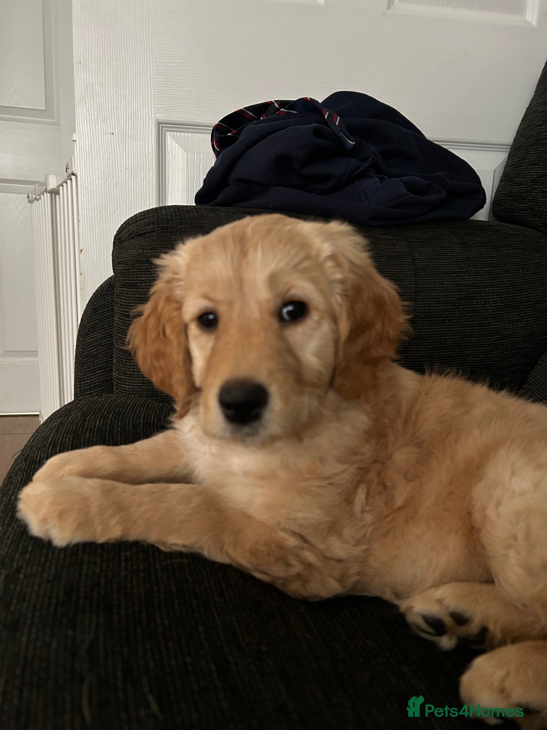 Goldendoodle dogs for sale: Golden doodle puppy - Image 4