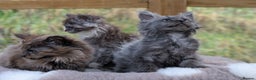 Maine Coon cats for sale: 3 Stunning Maine Coon Kittens  - Advert 12