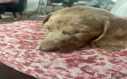 Miniature Dachshund dogs for sale: 2 x Miniature dachshund  - Image 2