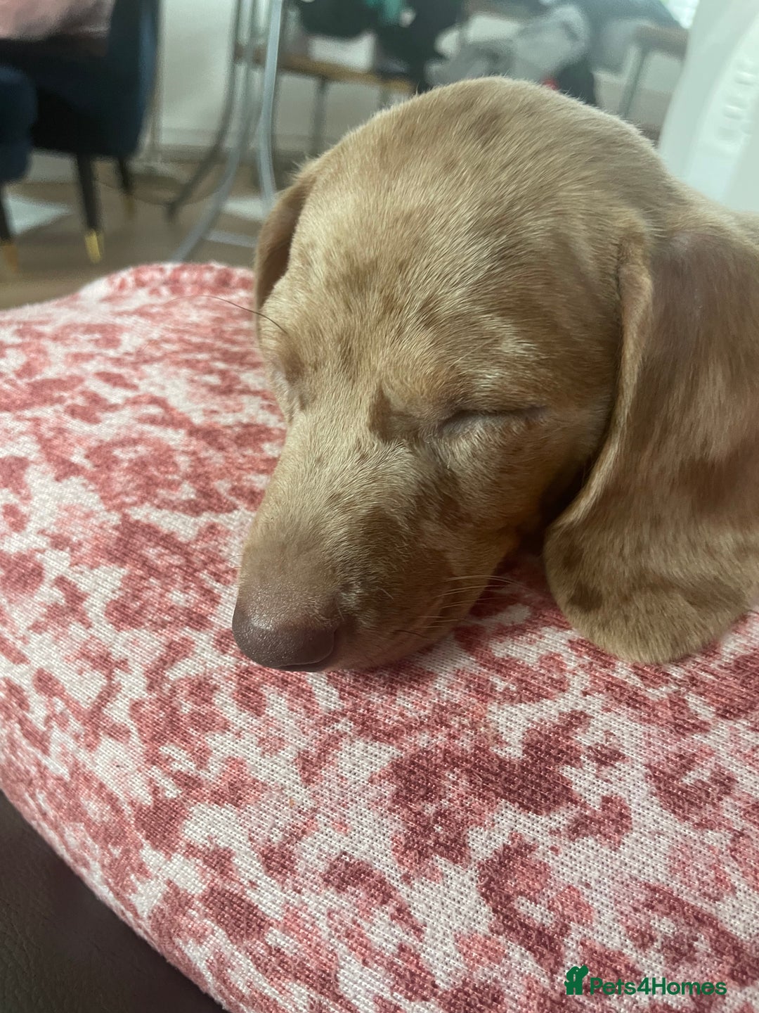 Miniature Dachshund dogs for sale: 2 x Miniature dachshund  - Image 2