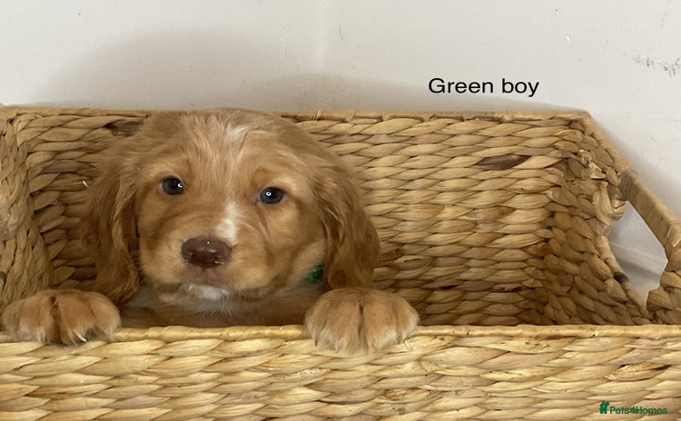 Cocker Spaniel dogs - Advert 32