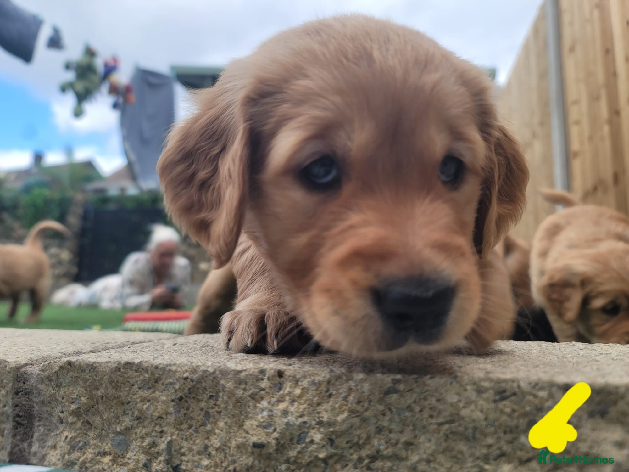 Golden Retriever dogs Stunning dark golden retriever puppies for sale - Advert 2