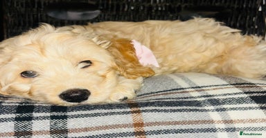 Cavapoo dogs - Advert 9