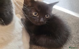 British Shorthair cats for sale: 2 all black male kittens available  - Image 4