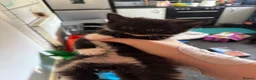 Mixed Breed cats for sale: Five black and white and black kittens  in Braintree - Advert 4